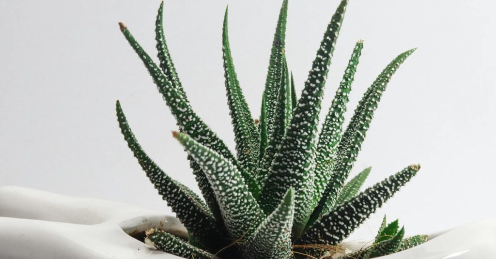 Image of Aloe Vera plant.