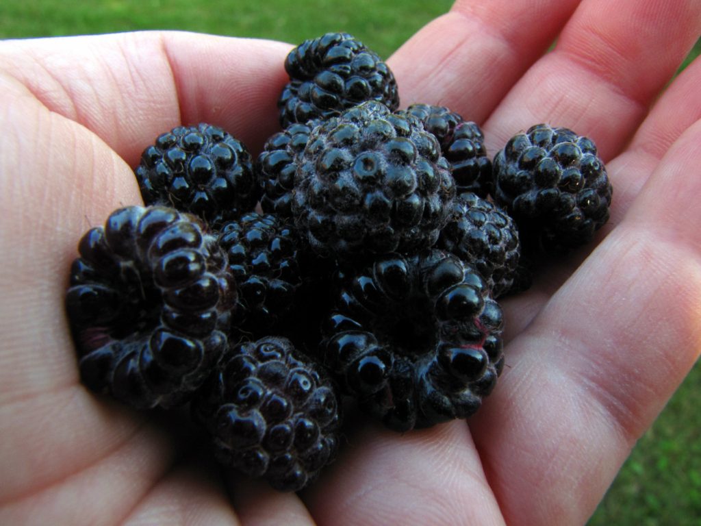 Image of many black raspberries held in a person’s hand.