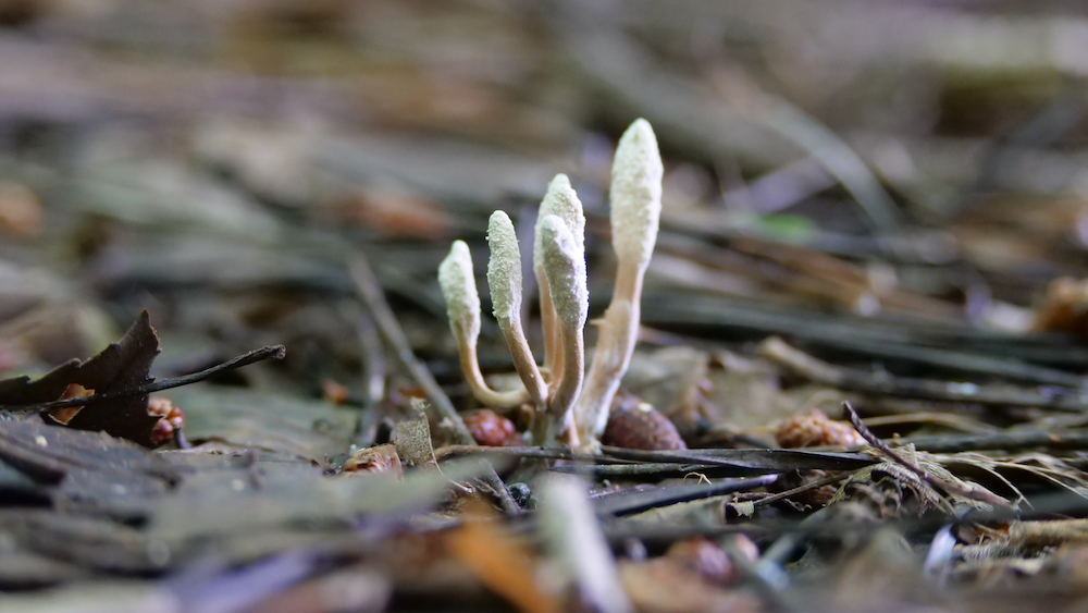 Image of six small fuzzy white fungus shoots sprouting up from a common root through some rough soil.