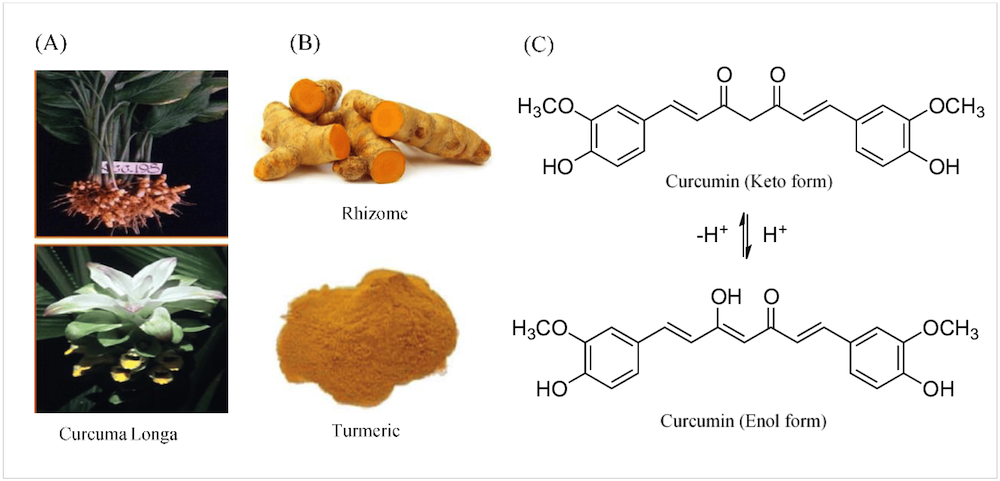 Image including photographs of the Curcuma Longa plant, the plant root and ground root, also known as Turmeric powder, as well as images of the molecular structure of Curcumin.