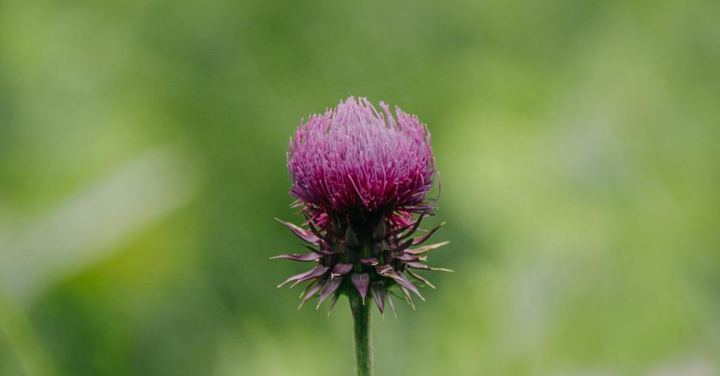 Image of Milk Thistle plant.