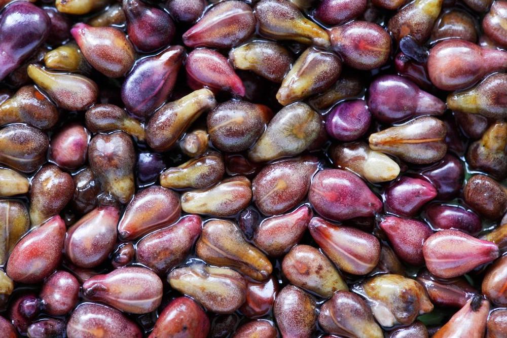 Image of grape seeds.