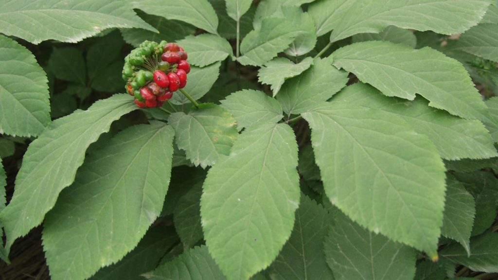 Image of a small plant with many green leave and a single stem poking above with several small red berries on it.